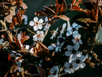 Γκλιμερ Καζίνο Κινητη εφαρμογη